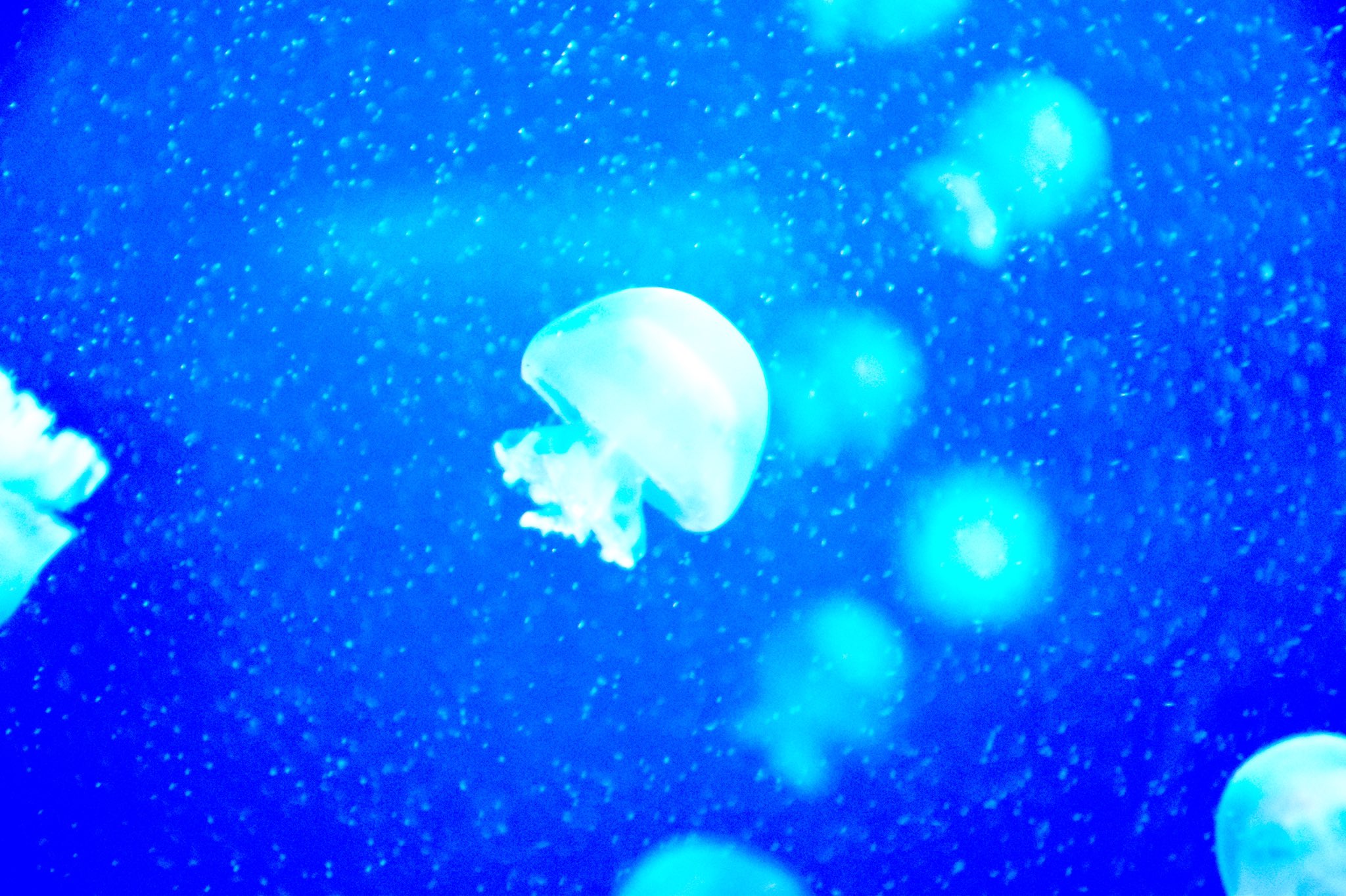 よすだ 可愛い可愛いクラゲ 写真 写真好きな人と繋がりたい くらげ クラゲ 海月 青 海 水族館好きな人と繋がりたい T Co Qwbteaucvp Twitter