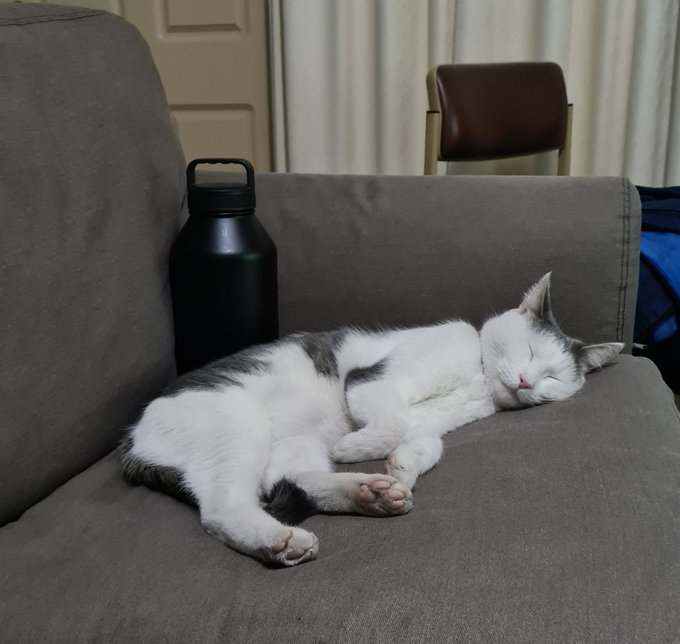 Snoozing next to my roomates giant waterbottle https://t.co/ptuWDJsmy1