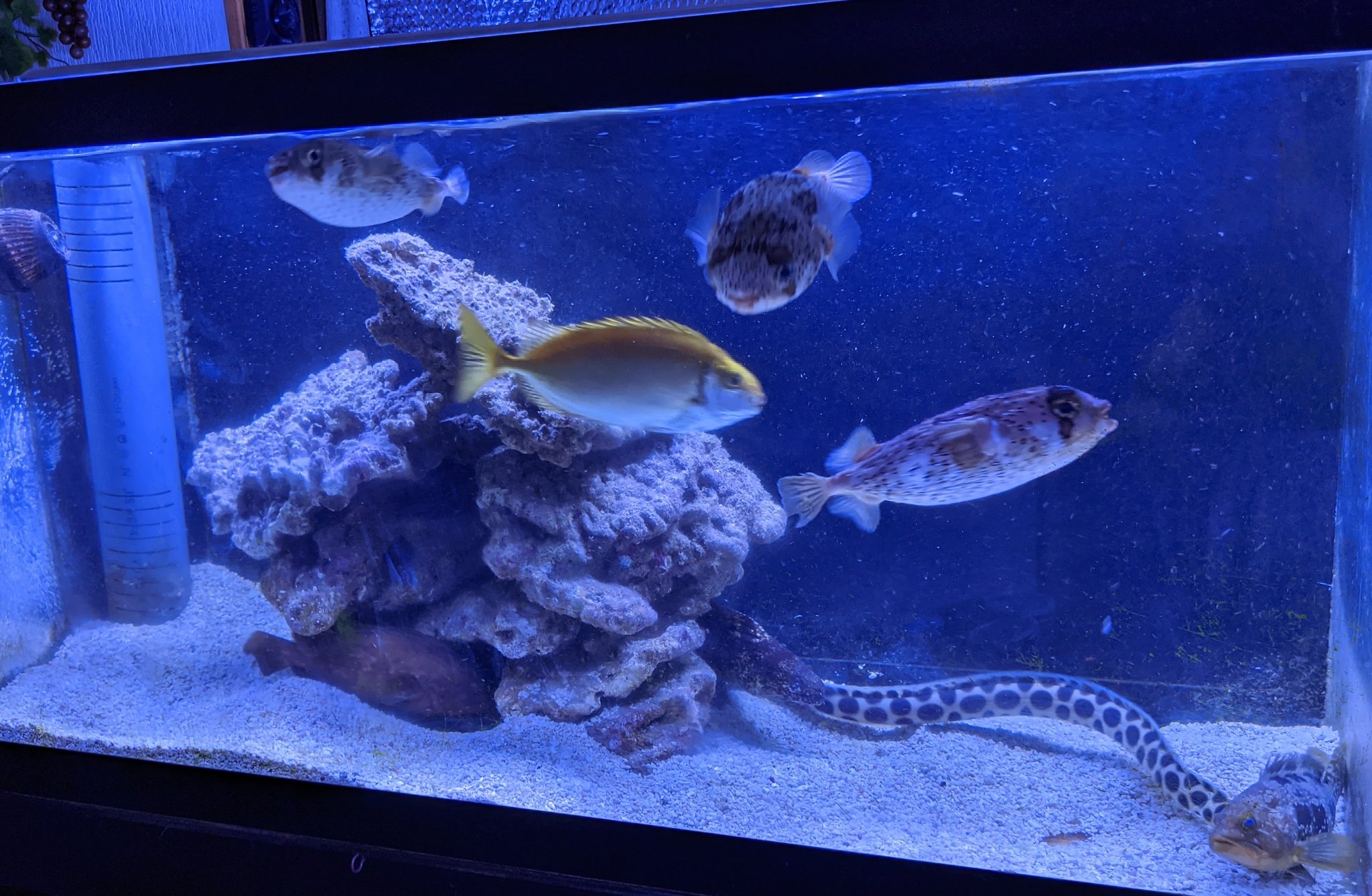 海水魚飼育 Twitter Search Twitter