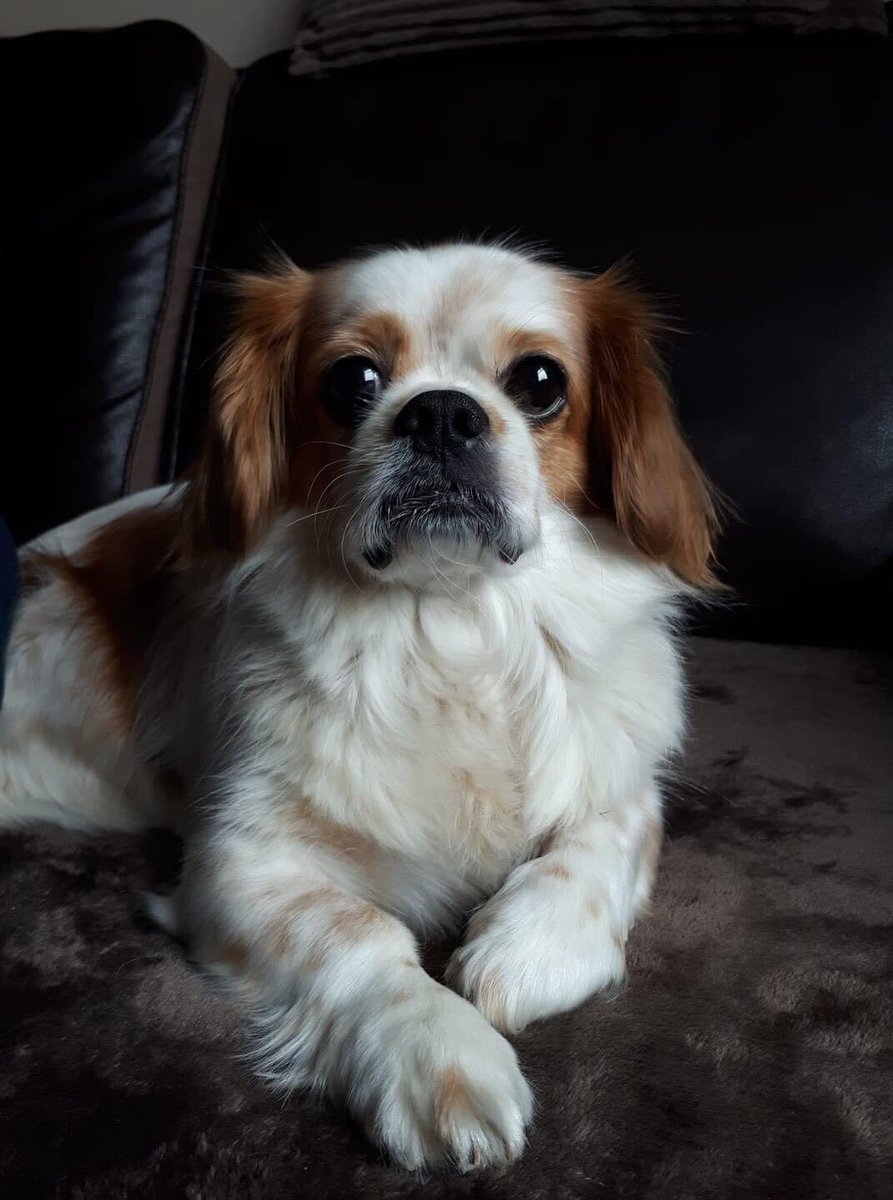 RescueBliss's tweet photo. What a beautiful photo of adopted boy Dave ❤️

#happyever https://t.co/qDnBirxBvp