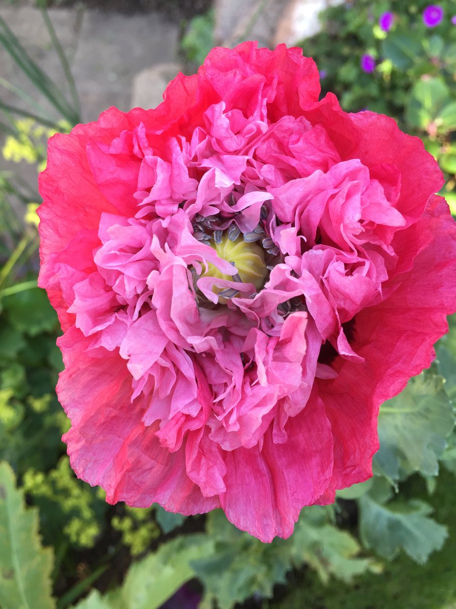 P is for poppies #Alphabettyblooms ⁦@garden_chamber⁩ #cottage #garden #Leicestershire #selfseeders #stunners