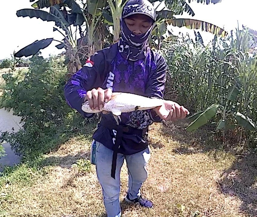 tienggal10's tweet photo. Poin gabus...
#fishingsnakehead
#ikangabus
#ikanharuan
#castingultralight
#castingUL
#mancingcasting
#mancingikangabus https://t.co/KeLiHkobYW