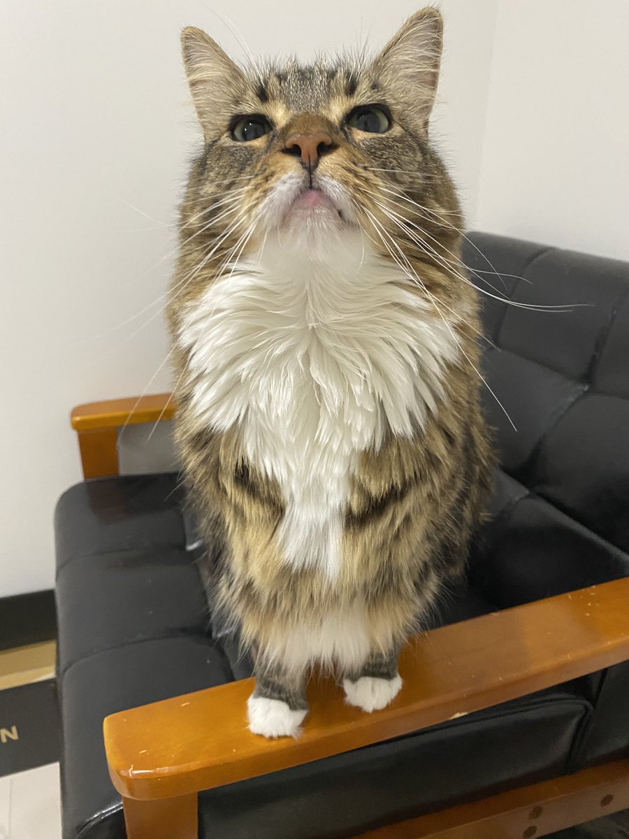 CatApartment's tweet photo. とってもドヤァ！なルッちゃん
あたし！カワイイでしょ！をアピール中 https://t.co/jY14zbybGO