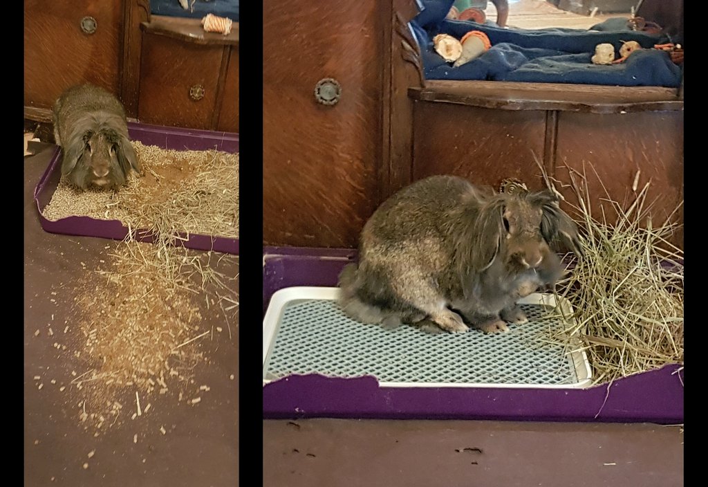 Corree Laule tweet media