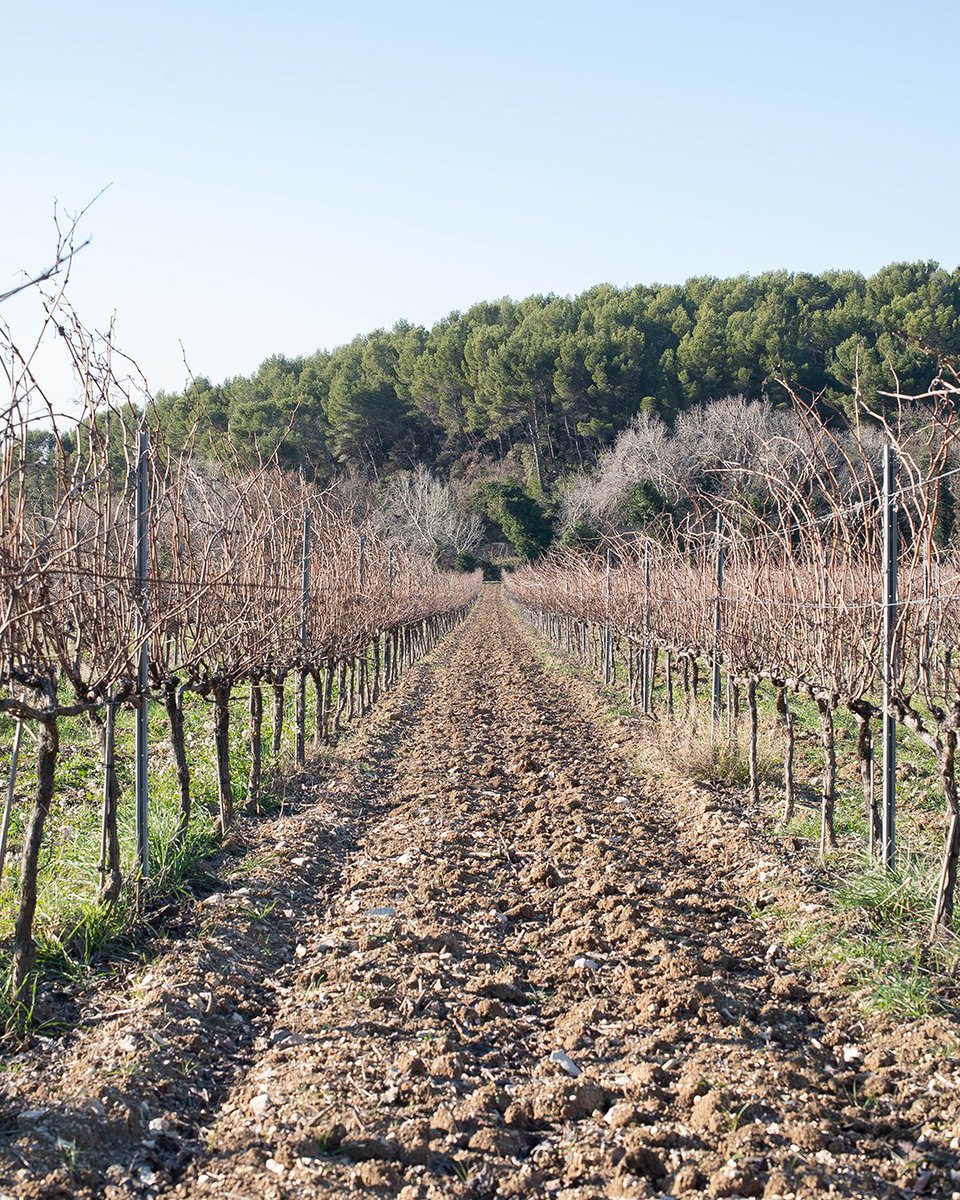Lafourmone's tweet photo. Comme un matin d'hiver dans les vignes sur la parcelle du Cross #lafoumone #domainelafourmone https://t.co/Aee2RoLiXS