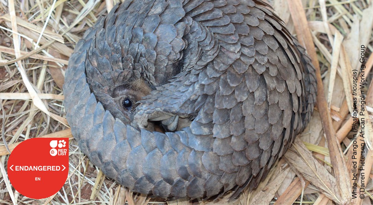 IUCN Red List tweet media