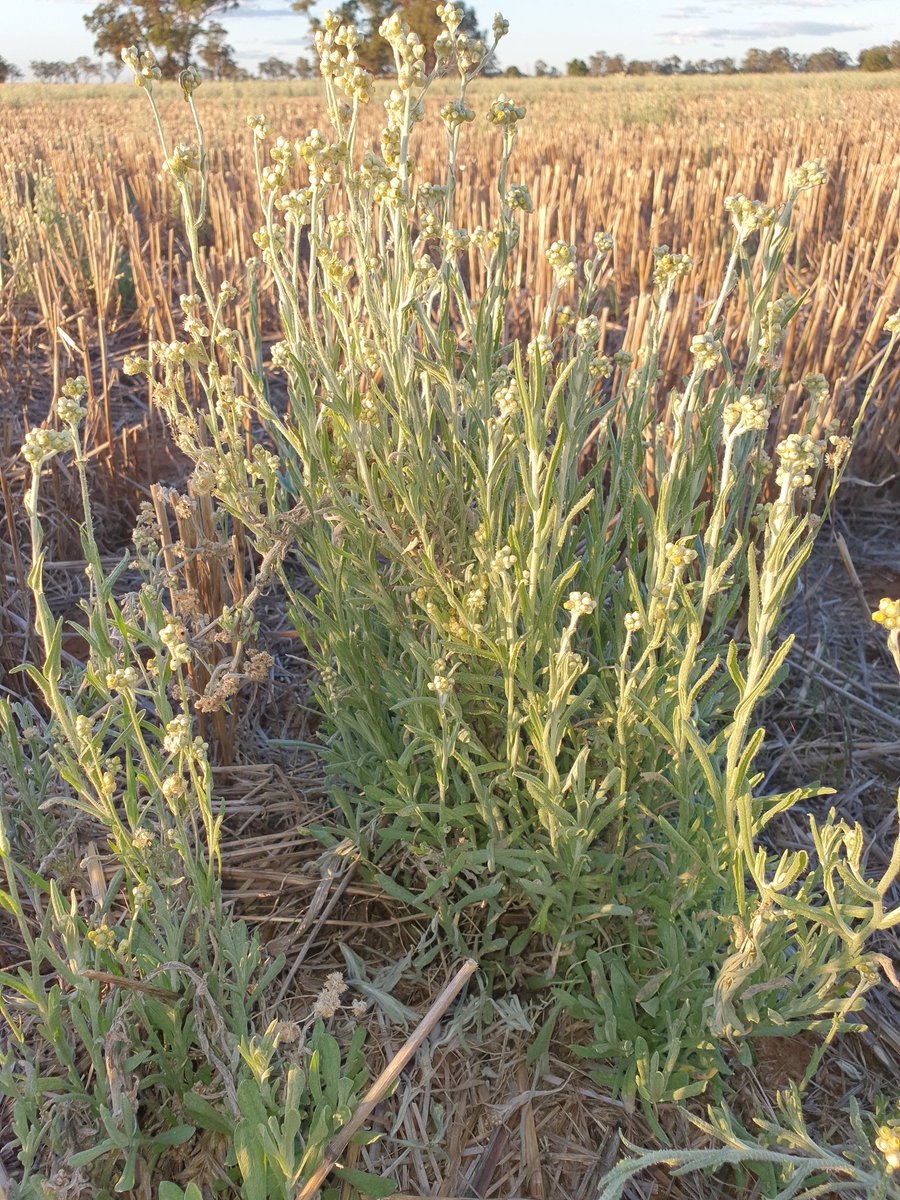 Peter Unger tweet media