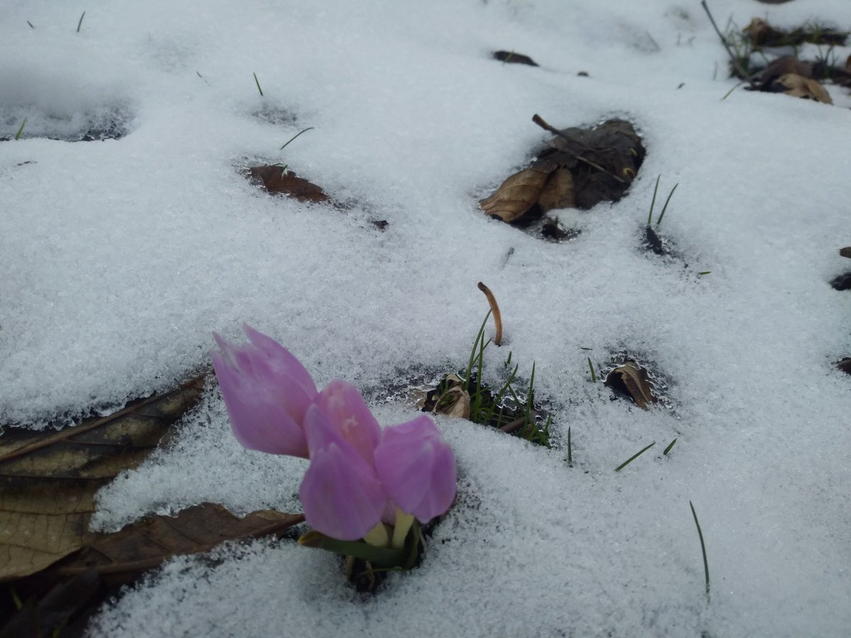 Bir çiçekle bahar olmaz; ama her bahar bir çiçekle başlar.