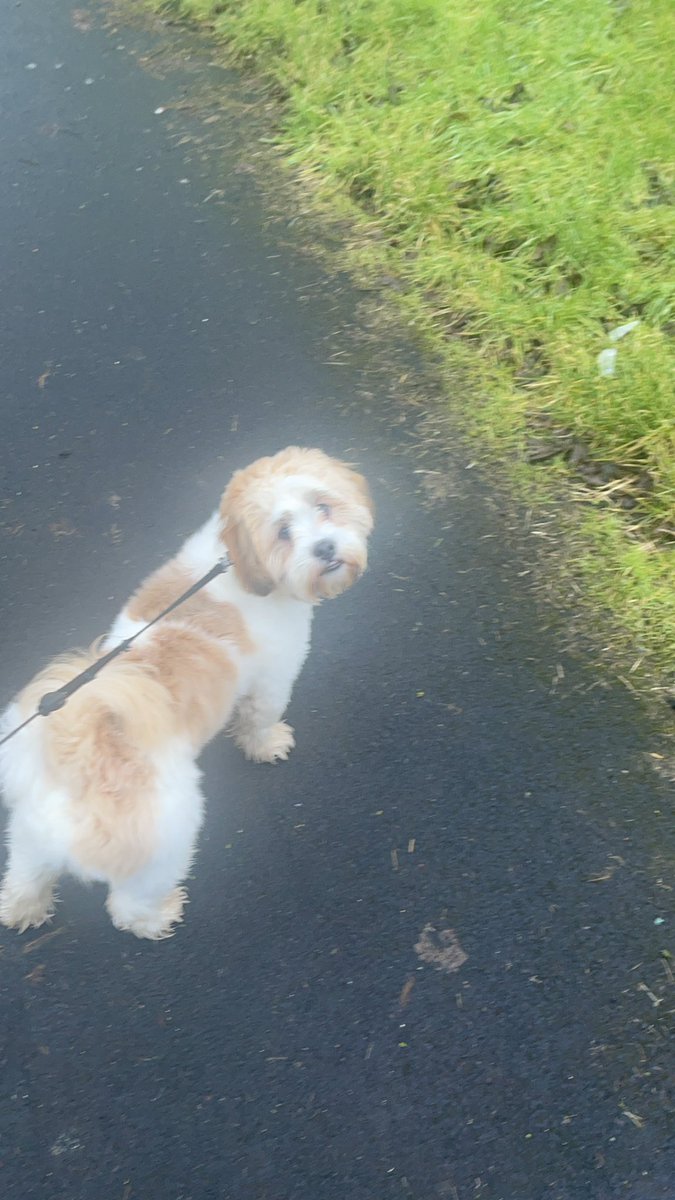 That’s wee Hugo away for a haircut raging he’s getting one😂 and I’m looking like cousin IT 😂😂