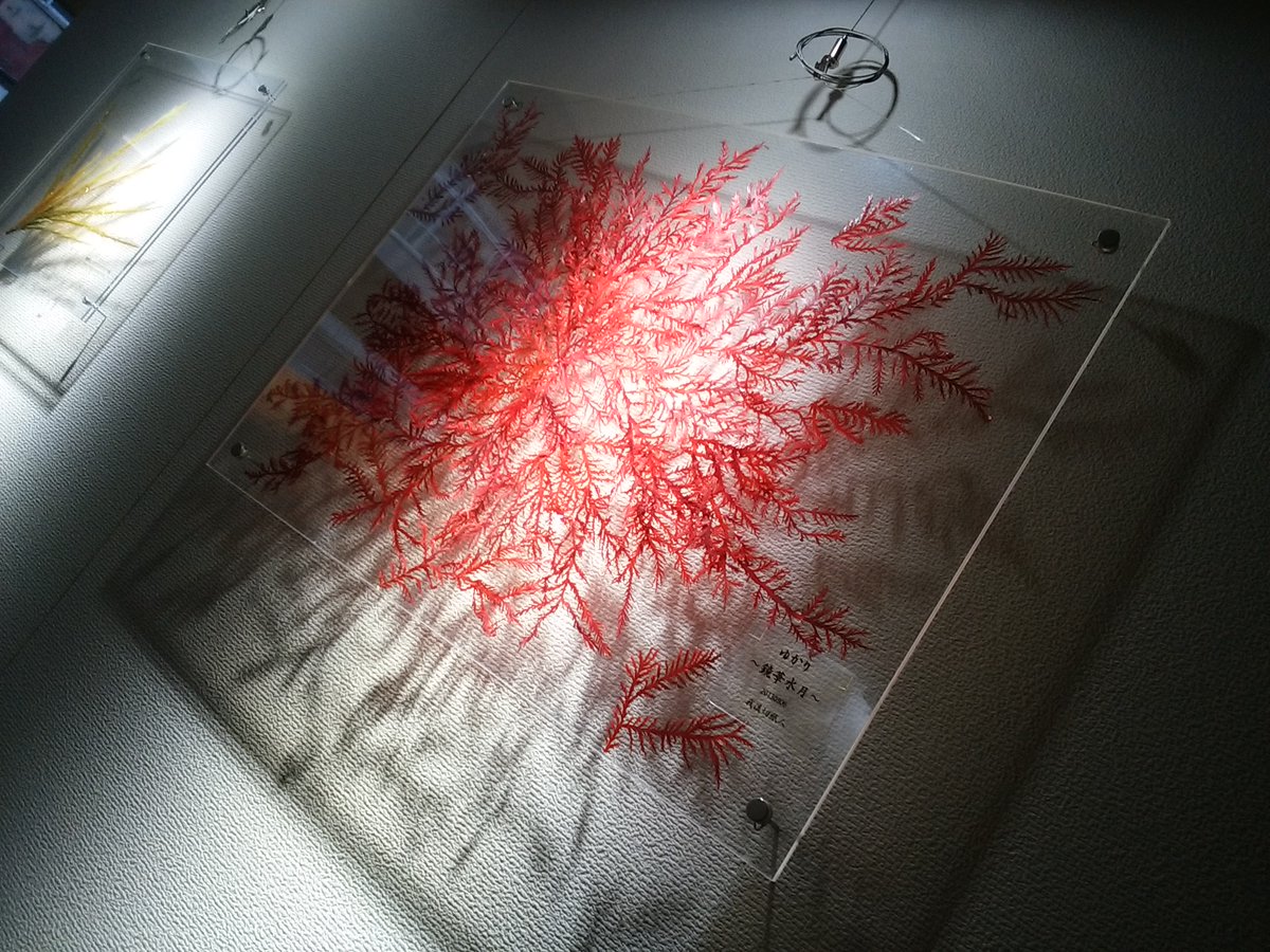ユカリ 鏡花水月 海藻作品 Plocamium Telfairiae 我流切紙人 ミニ自在展弐多謝 東京むし作品展 12 7 12 吉祥寺 のイラスト ユカリ 鏡花水月 海藻作品 Plocamium Telfairiae 我流切紙人 ミニ自在展弐多謝 東京むし作品展 12 7 12 吉祥寺 のイラスト