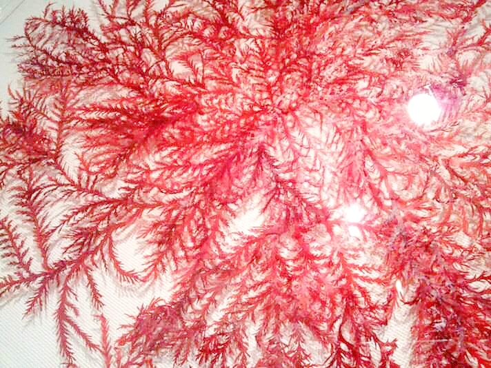 ユカリ 鏡花水月 海藻作品 Plocamium Telfairiae 我流切紙人 ミニ自在展弐多謝 東京むし作品展 12 7 12 吉祥寺 のイラスト ユカリ 鏡花水月 海藻作品 Plocamium Telfairiae 我流切紙人 ミニ自在展弐多謝 東京むし作品展 12 7 12 吉祥寺 のイラスト