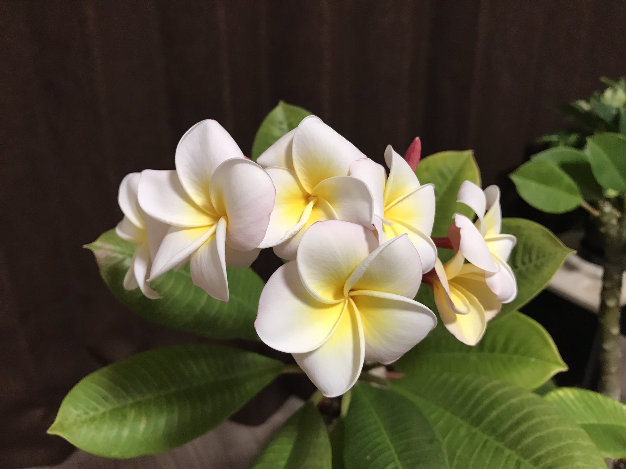 تويتر 観葉植物と猫 على تويتر 蕾が少なくなってきたので そろそろ見納めかな とてもいい香り プルメリア 観葉植物 花 T Co Cptxxlcew3