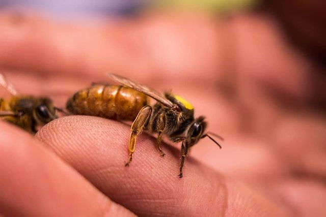 👑 Fact of the day: The queen bee was known as the king until the late 1660s, when Dutch scientist Jan Swammerdam dissected the hive’s big bee and discovered ovaries. 🐝 #beekeeping #bees #planetofthebees