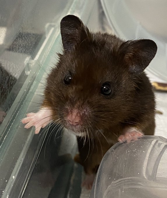 ハムスター 高画質 のtwitterイラスト検索結果