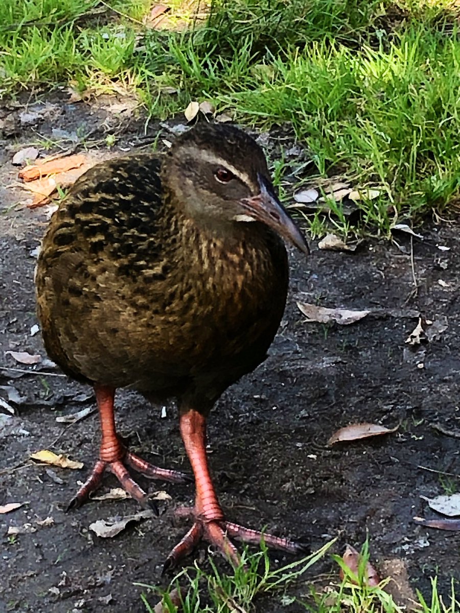 templetonf's tweet photo. More highlights from today’s walk 💚 a magical day @docgovtnz @GreatWalksNZ #weka #nikau #snail #conservation #heaphy #Karamea https://t.co/yfMDzMeYfW