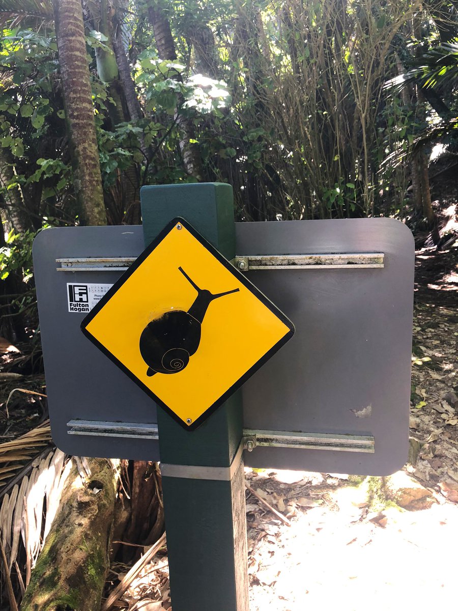 templetonf's tweet photo. More highlights from today’s walk 💚 a magical day @docgovtnz @GreatWalksNZ #weka #nikau #snail #conservation #heaphy #Karamea https://t.co/yfMDzMeYfW