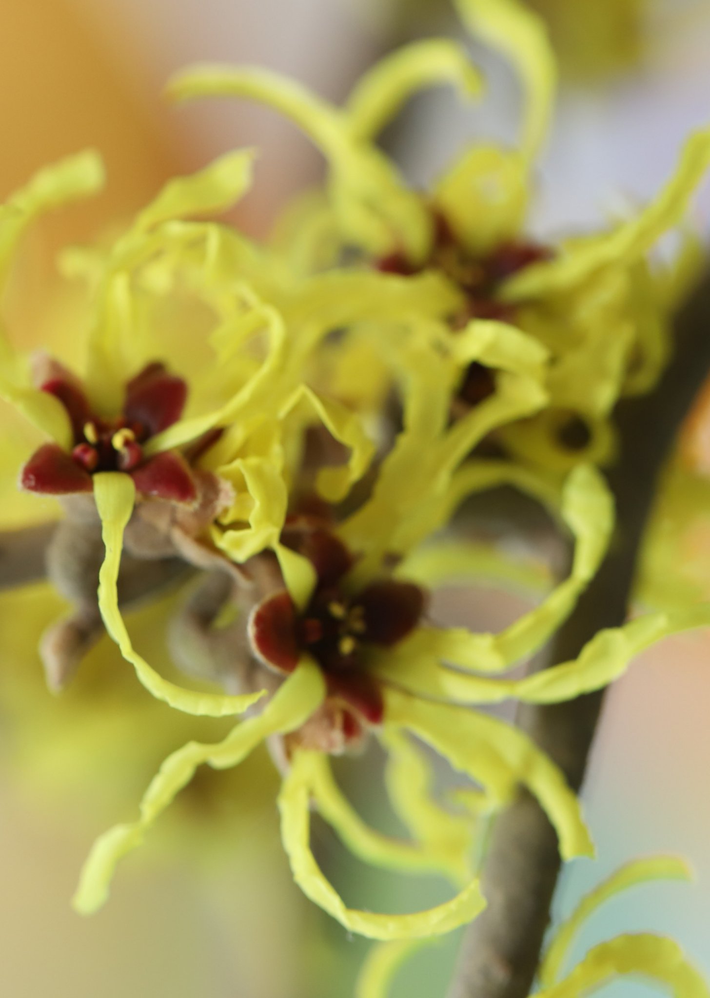 Min まんさくの花 春一番 まんさく 花の写真 大潟村道の駅 秋田県 T Co 5yptpw8fsb Twitter