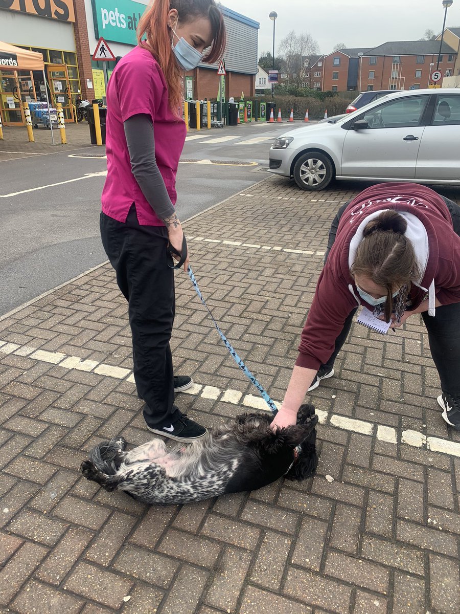 Injection Day once a month for my gorgeous #RescueDogs Charlie with Addison’s Disease - they love him here &amp; he loves them ! <a href="/CCVets1/">Companion Care Vets</a> #Redhill