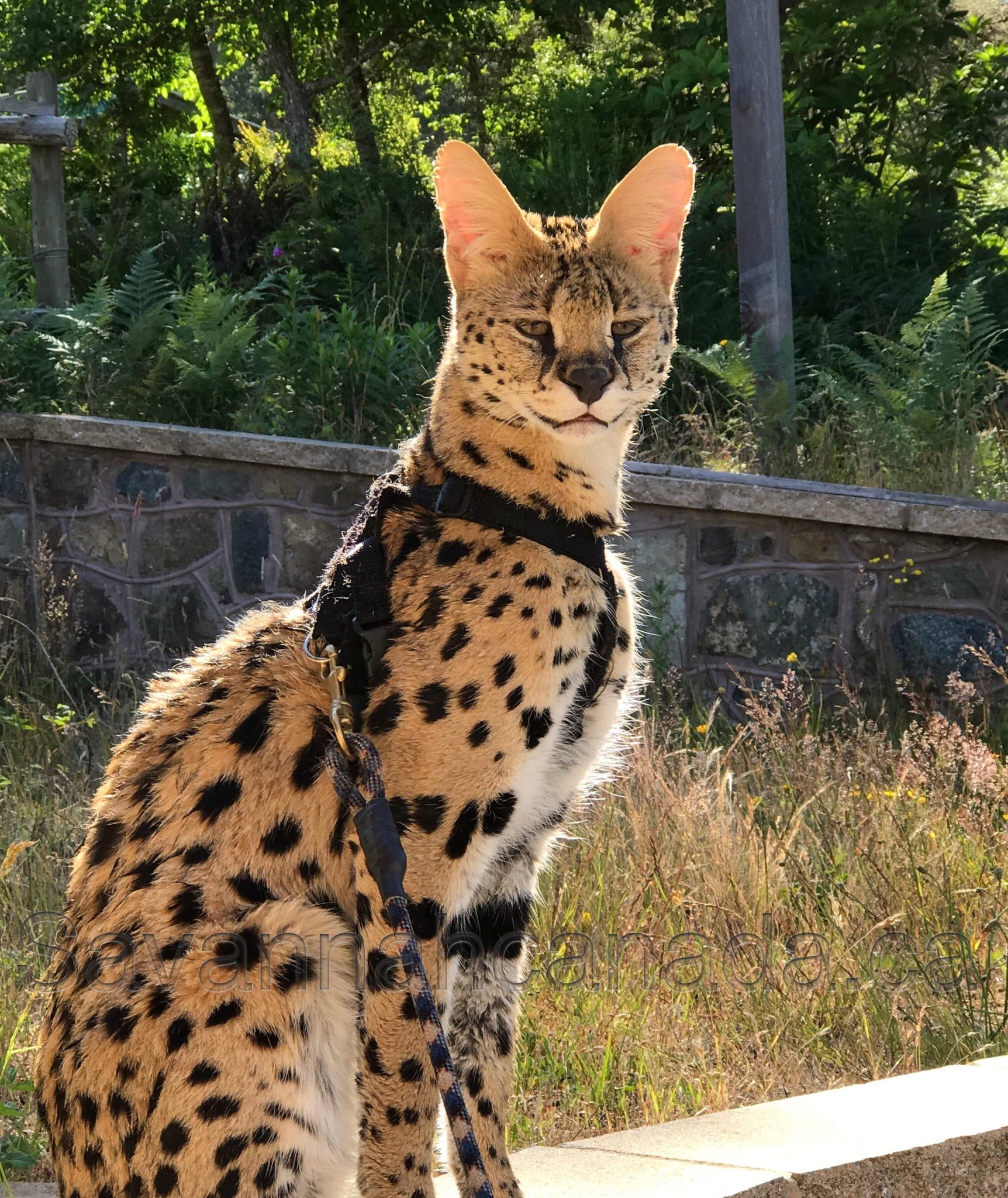Twitter L Encyclopedie على تويتر Bonjour A Tous J Espere Que Vous Avez Bien Dormi Et Que Vous Etes Pret A Apprendre Qu Un Savannah Ayant Pour Pere Un Serval Et Pour Mere Une