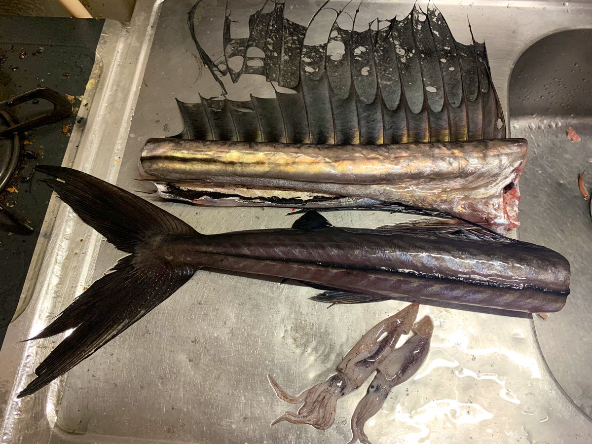 浅瀬に現れたこの超かっこいい深海魚っぽいやつ 何 詳細が判明 食べてみた人も ロマンを感じた 2ページ目 Togetter