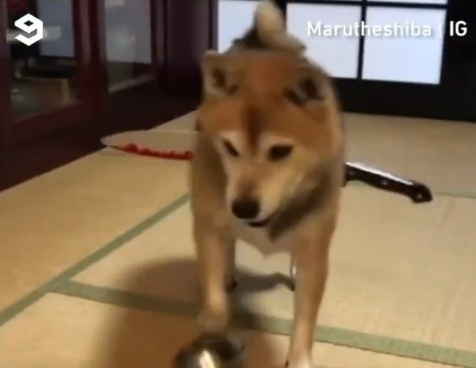 shiba throws food bowl