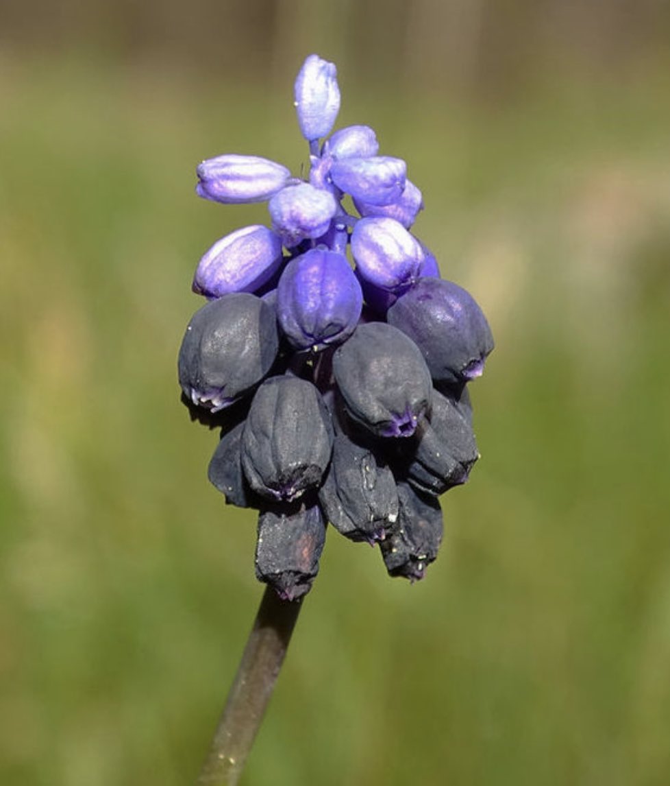 Gözden kaçmasın💜
Amanos Dağları’nda yeni bir sümbül türü keşfedilmiş. Bu güzelliği “Hatay sümbülü” olarak anacağız.
