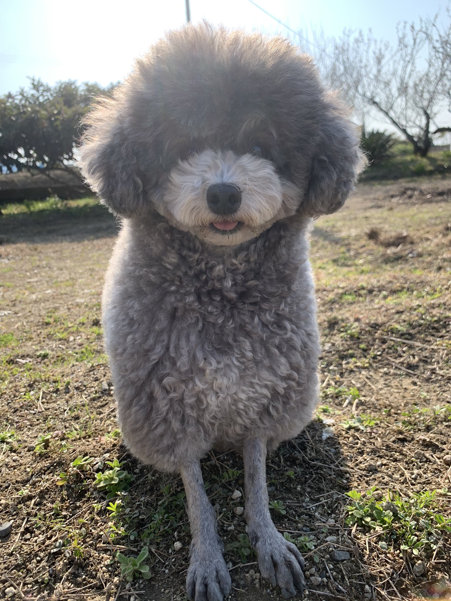 Lolo Yumi テディベアと羊のハイブリッドカットが可愛いすぎるぅぅ トイプードル トイプードルシルバー T Co 1vcg1xcka1 Twitter