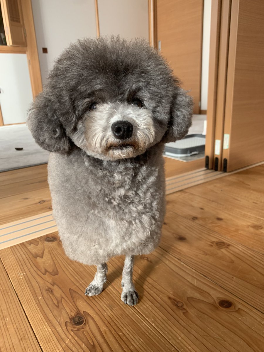 Lolo Yumi テディベアと羊のハイブリッドカットが可愛いすぎるぅぅ トイプードル トイプードルシルバー T Co 1vcg1xcka1 Twitter Lolo Yumi テディベアと羊のハイブリッドカットが可愛いすぎるぅぅ トイプードル トイプードルシルバー T Co 1vcg1xcka1 Twitter