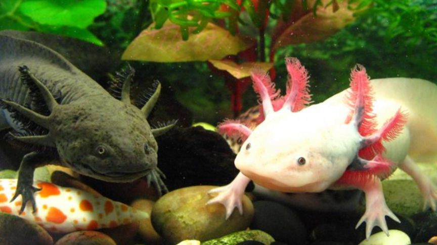 Аксолотль мексиканской амбистомы. Аксолотль хищный. Содержание аксолотля. Тритон акселот. Личинка саламандры аксолотль.