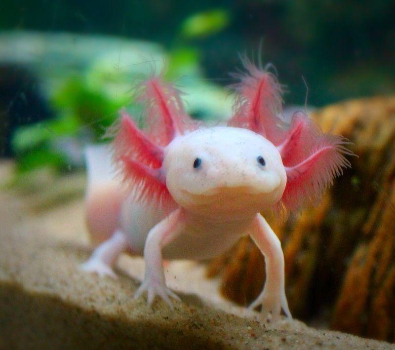Рыбка тритон аквариумная аксолотль. Содержание аксолотля. Аксолотль в аквариуме. Тритон белый аквариумный аксолотль. Земноводные аксолотль.
