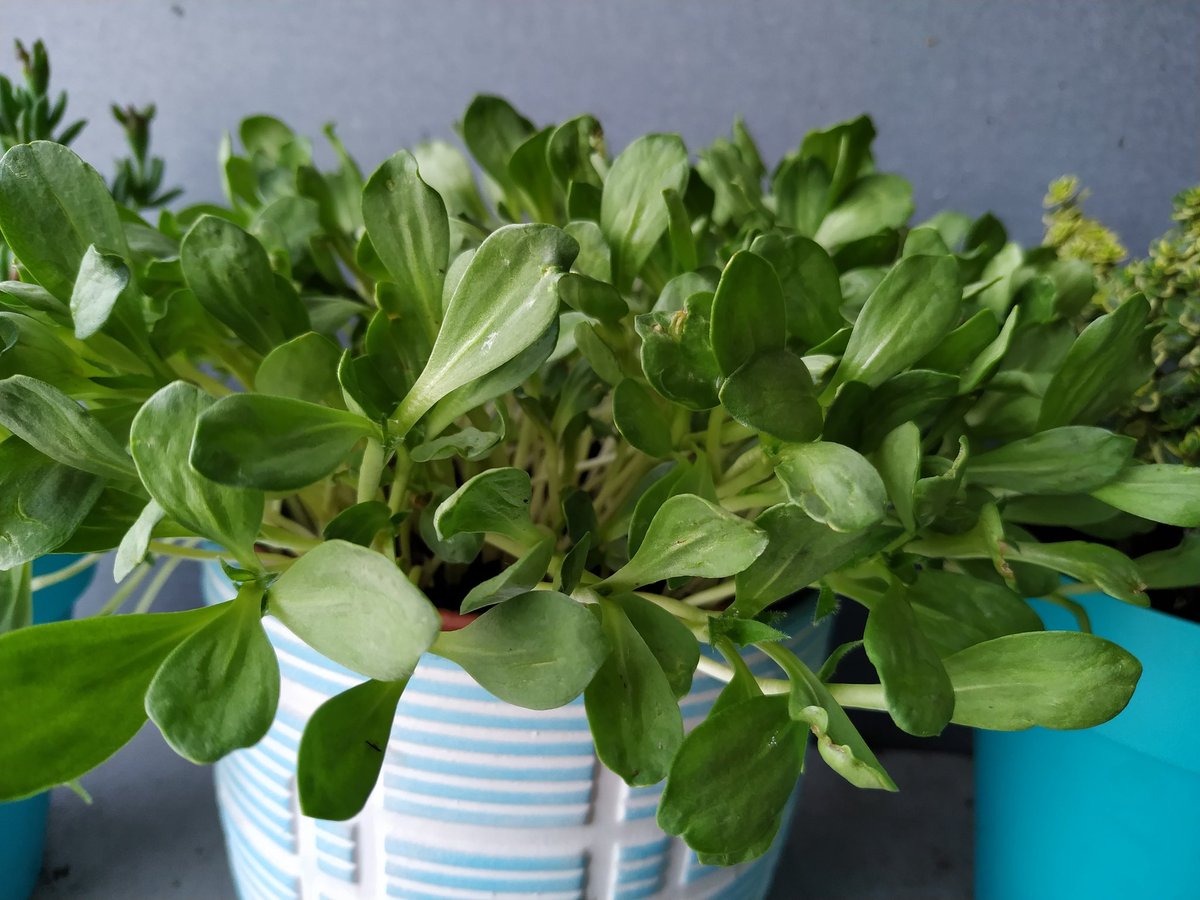 JaviGarP's tweet photo. ¡Qué follaje el alazor!

#planta #alazor #cártamo #carthamus #cartamo #hojas #flora #plantas #plantasconflores #plantasflorales #verde #verdequetequieroverde #amantesdelasplantas #amantesdelasplantas🌵 #amoplantas #maceta #macetas #plantasverdes #seacercalaprimavera https://t.co/4E91LCTz0M