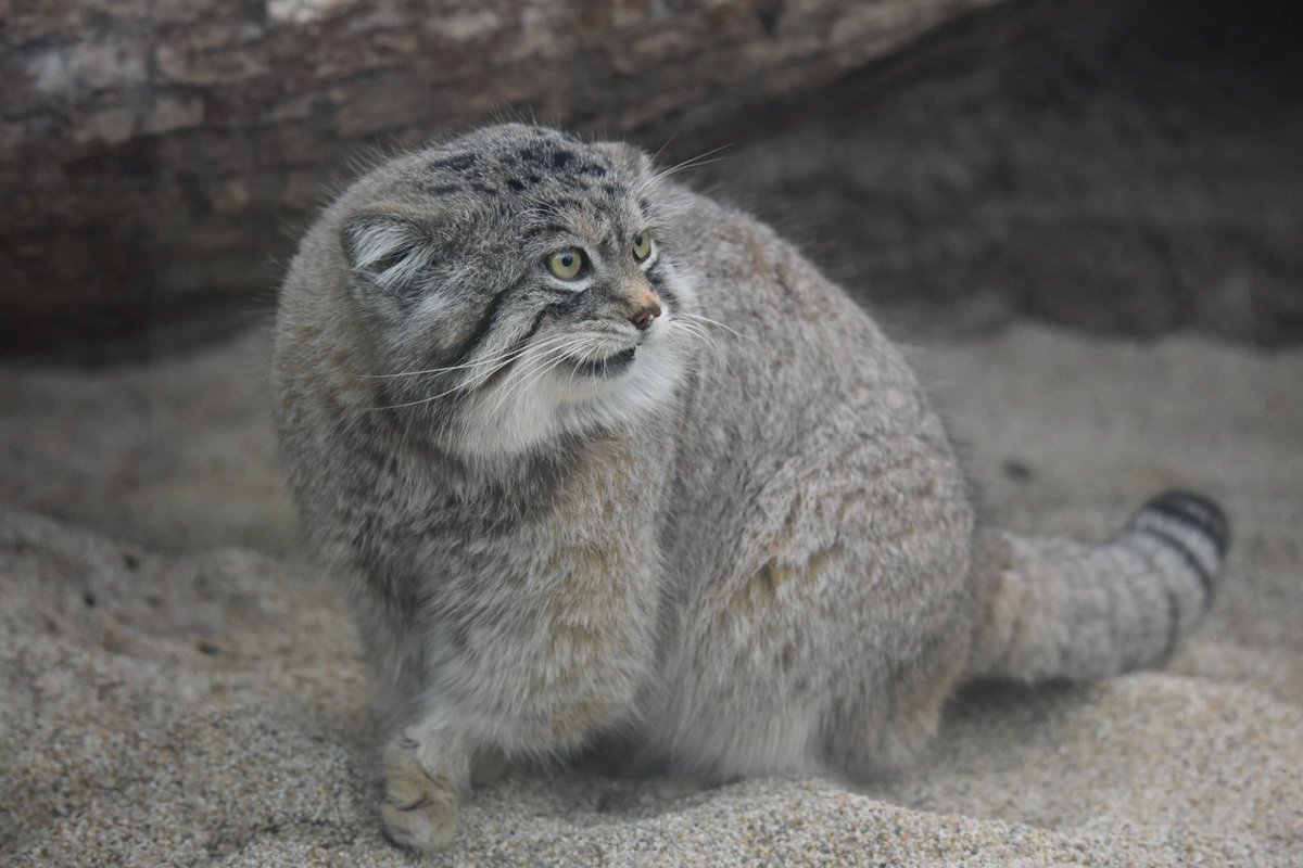 タグ 神戸どうぶつ王国 の注目ツイート メガとんトラック タグ 神戸どうぶつ王国 の注目ツイート メガとんトラック