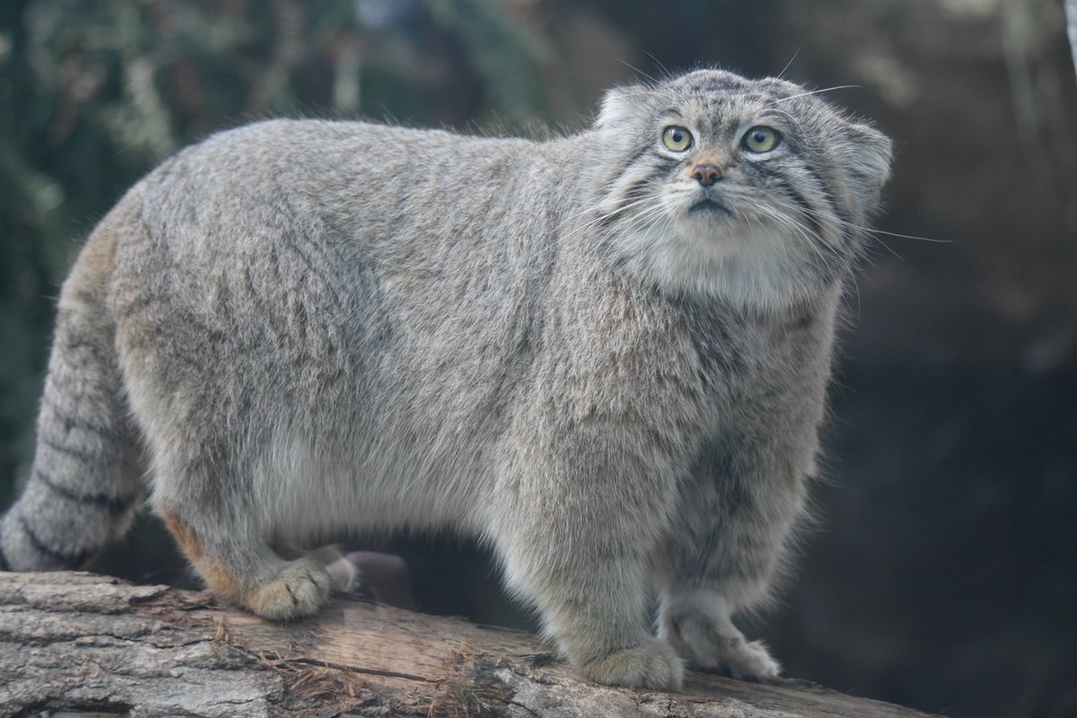 タグ 神戸どうぶつ王国 の注目ツイート メガとんトラック タグ 神戸どうぶつ王国 の注目ツイート メガとんトラック