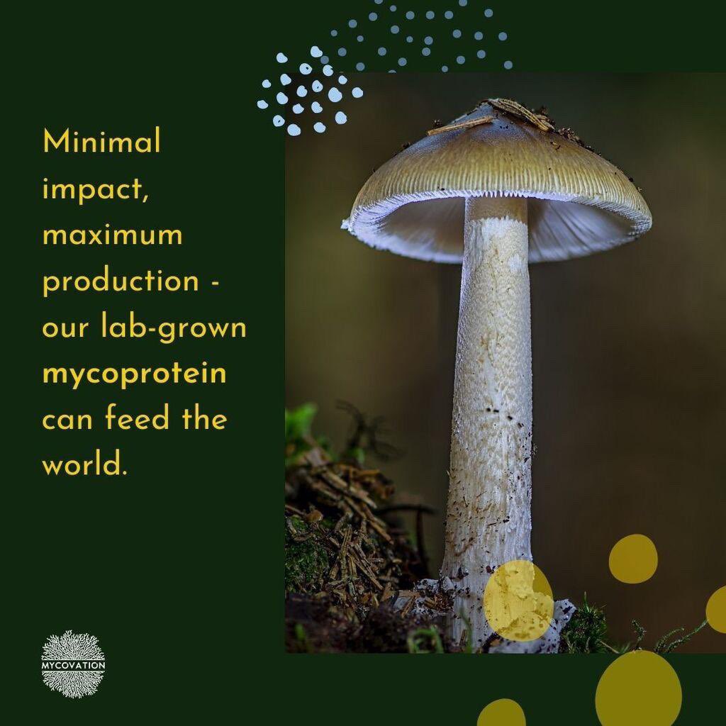 Leveraging on the age old #fermentation technology, #Mycovation produces best yields of its #Mycoprotein, which has minimal environmental effects. Send us a DM to know more about us and our team. 

#thefutureoffood #mycelium #MinimalProcessing #LowCarbonFootprint #circulareconomy