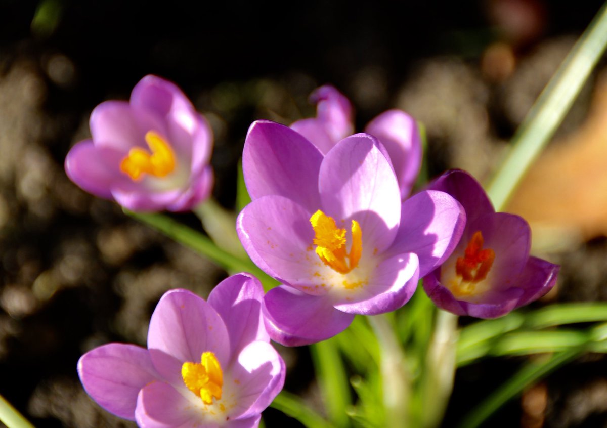mlverbeek1950's tweet photo. Ik word zo blij van de #crocussen in de tuin. #natuurineigentuin #maaktwittereenbeetjemooier #staysafe https://t.co/9hwB4NSKDK