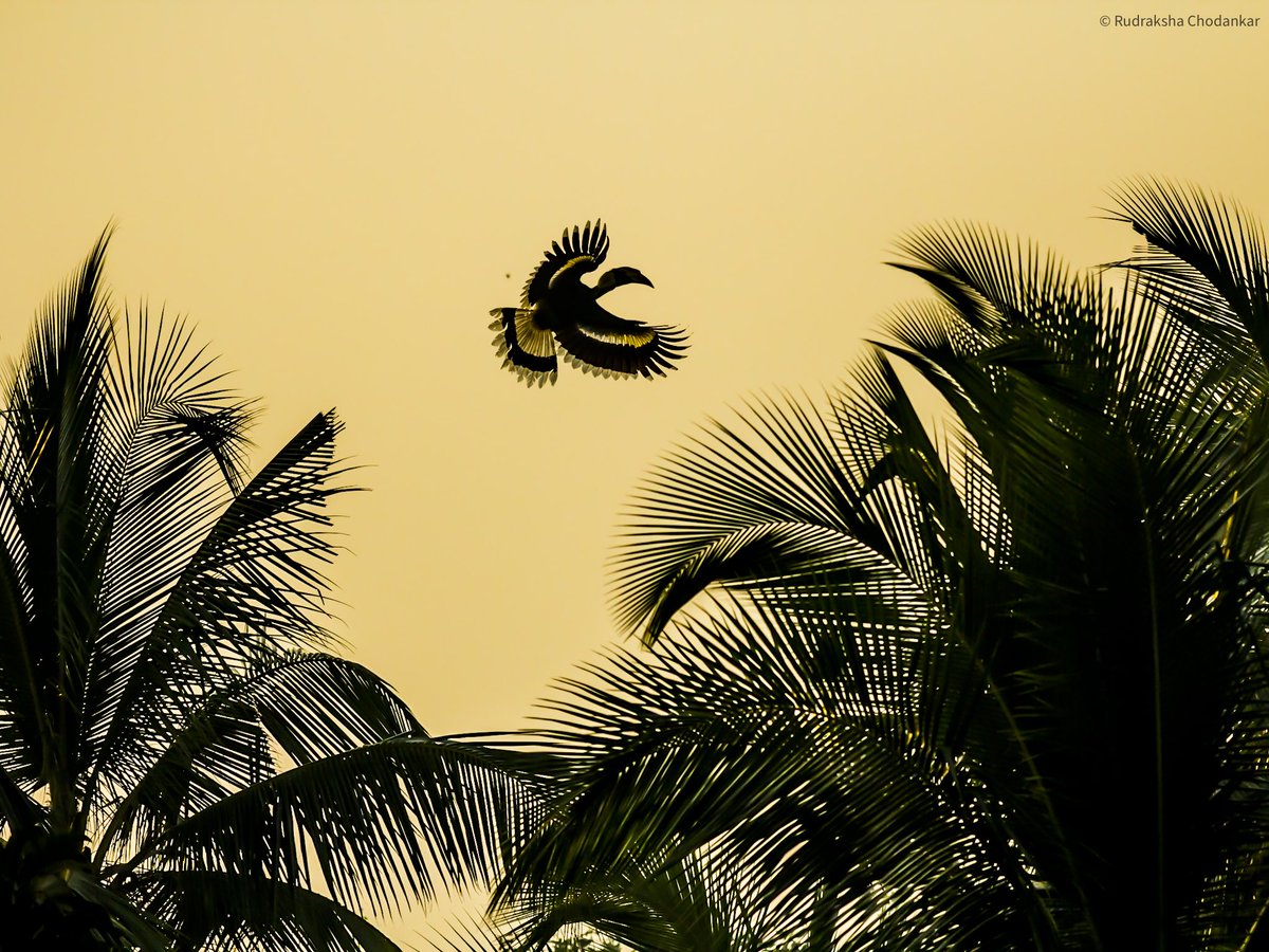 #GreatHornbill #birdsofgoa #birds #birdphotography #birdwatching #wildlife #IndiAves #BBCWildlifePOTD 

@orientbirdclub @Avibase @wildbirdrev @natgeowild @BBCEarthAsia @WildlifeMag @CanonUKandIE @todaysbird