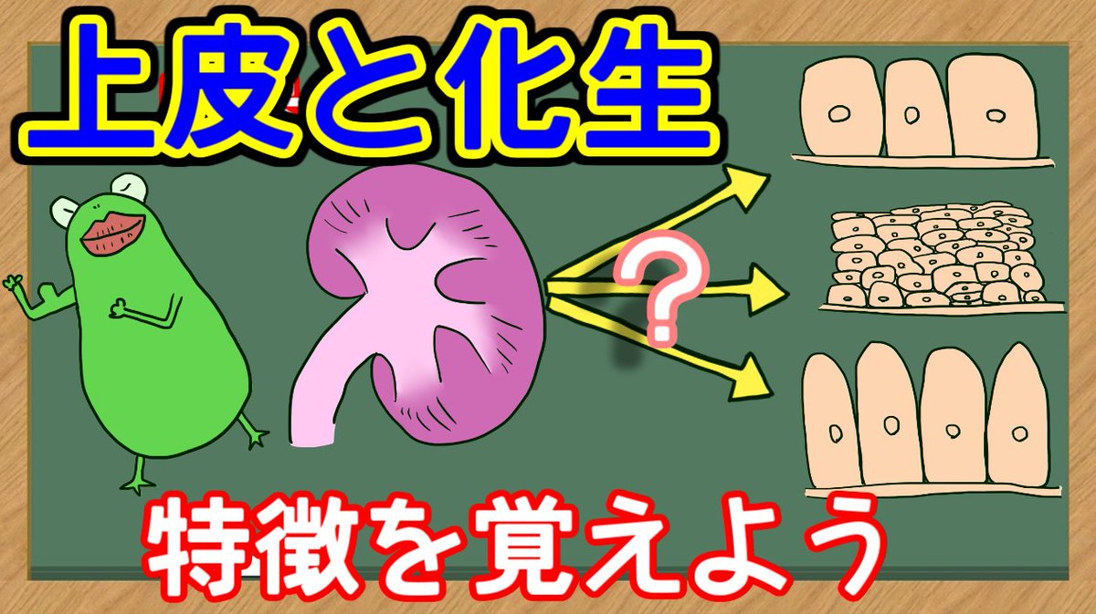 管理栄養士 の事情 上皮と化生についての解説動画を投稿しました Youtube T Co Stf1fl8b5b 上皮の特徴 単層扁平上皮や移行上皮など 化生とは などわかりやすく解説 目 耳 で記憶に残りやすい 勉強におススメです