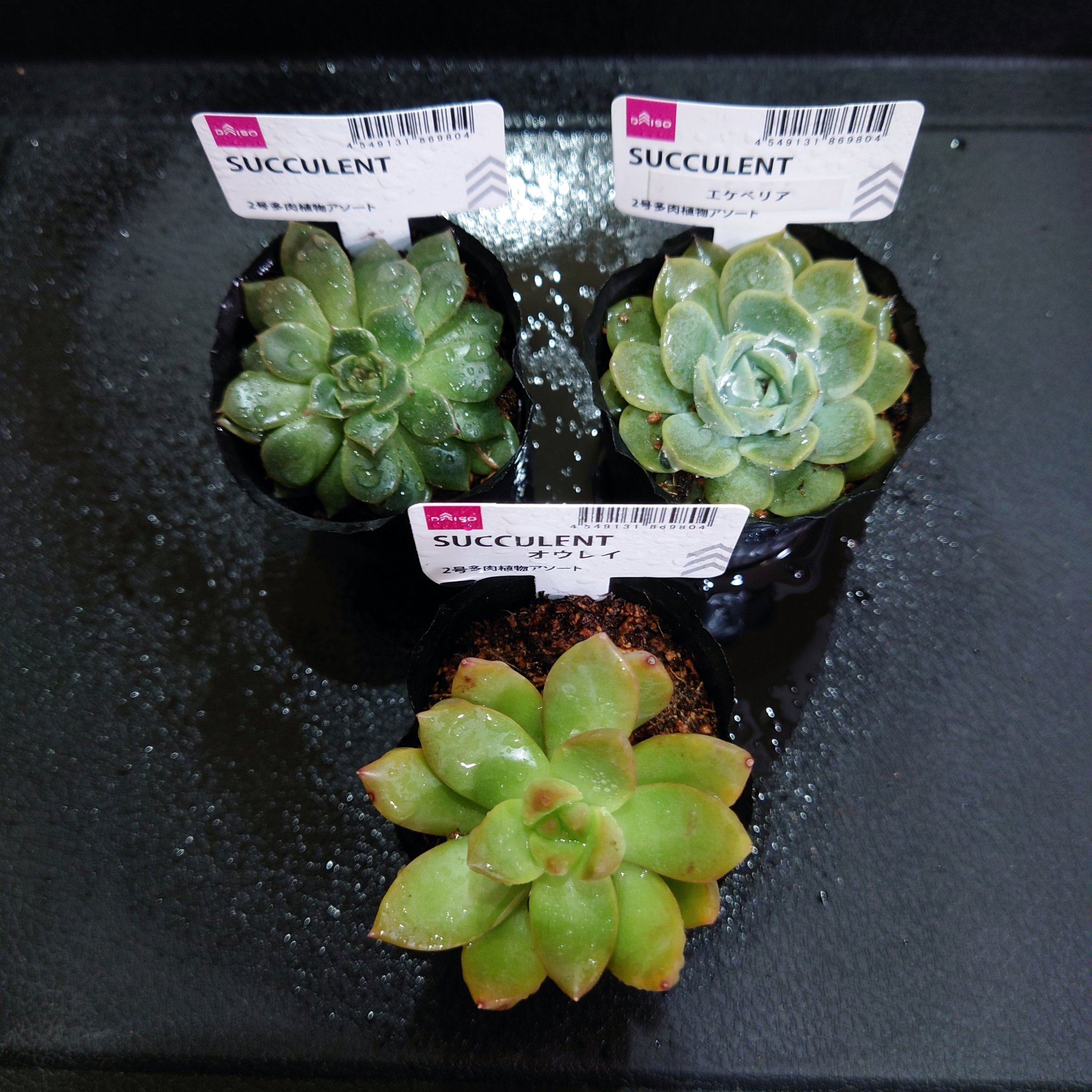 Blue Bird 植物垢 重篤多数にて低浮上 初ダイソー苗です ラベルはオウレイしかなかったです 誰 えっ 誰 まだまだ初心者です 皆さま お知恵をお貸しください W ﾍﾟｺﾘ ダイソー多肉 オラ草が知りてぇ T Co