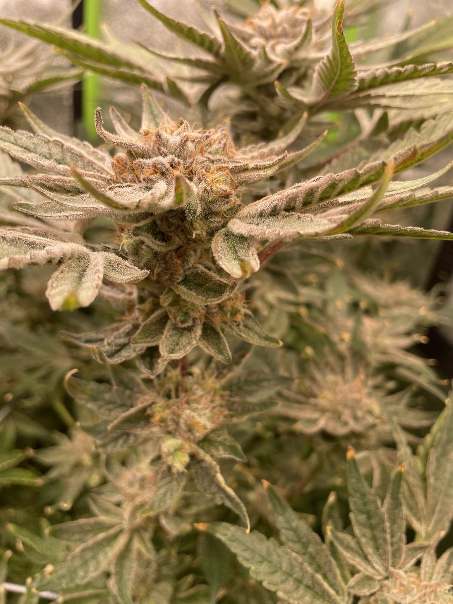 GeneticsSd's tweet photo. Cutting tomorrow......

Mandarin Cookies cloudy and ready to head into drying.

No filter just straight 😎 

#Grow #Weed #420 #CannabisCommunity @DudeGrows @ChilledLights https://t.co/Rn056cnS16