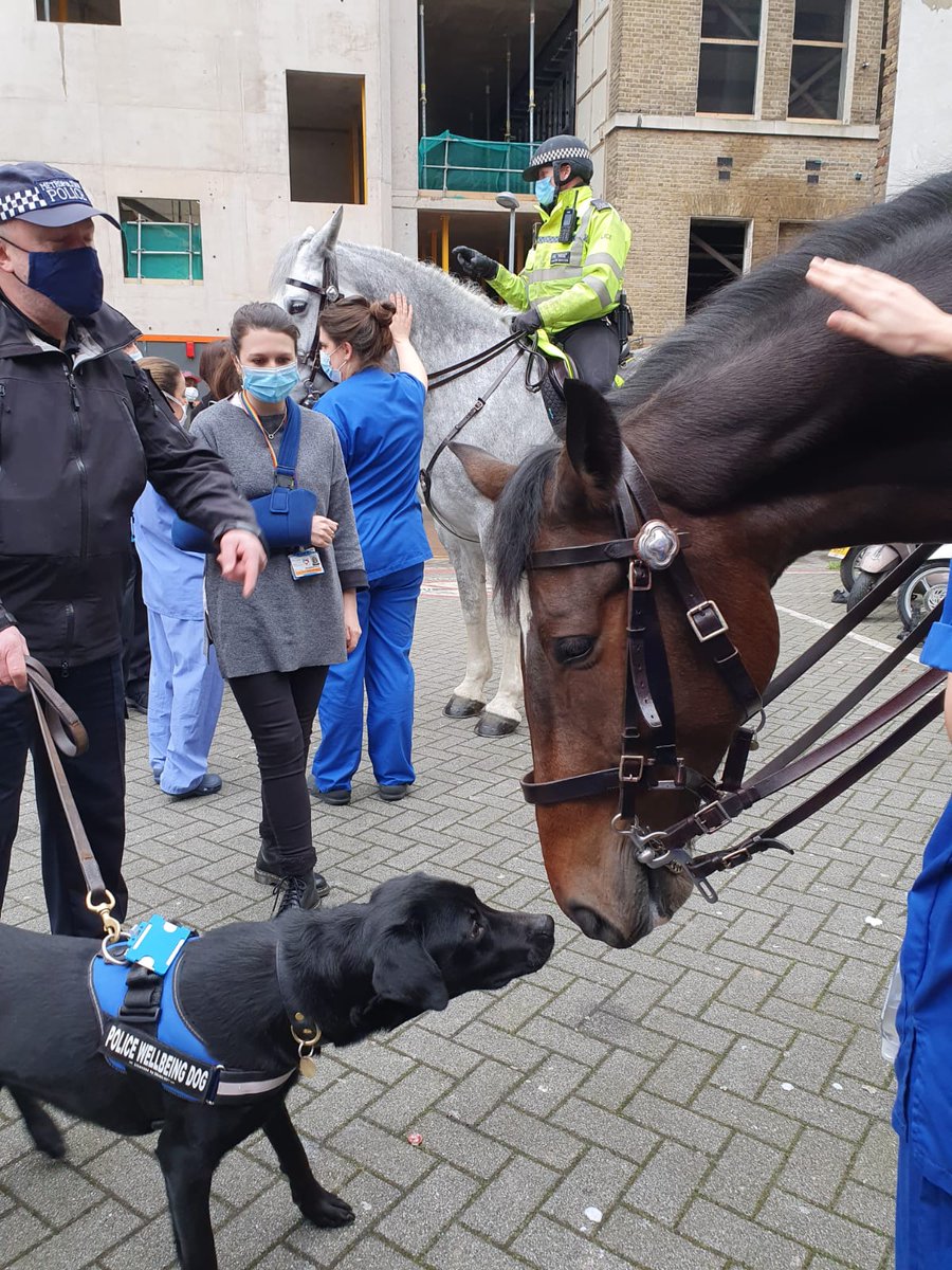 metpoliceuk's tweet photo. Not just pets, but our colleagues, our heroes, our policing family 🐴🐾

#LoveYourPetDay https://t.co/SVTnoH0148