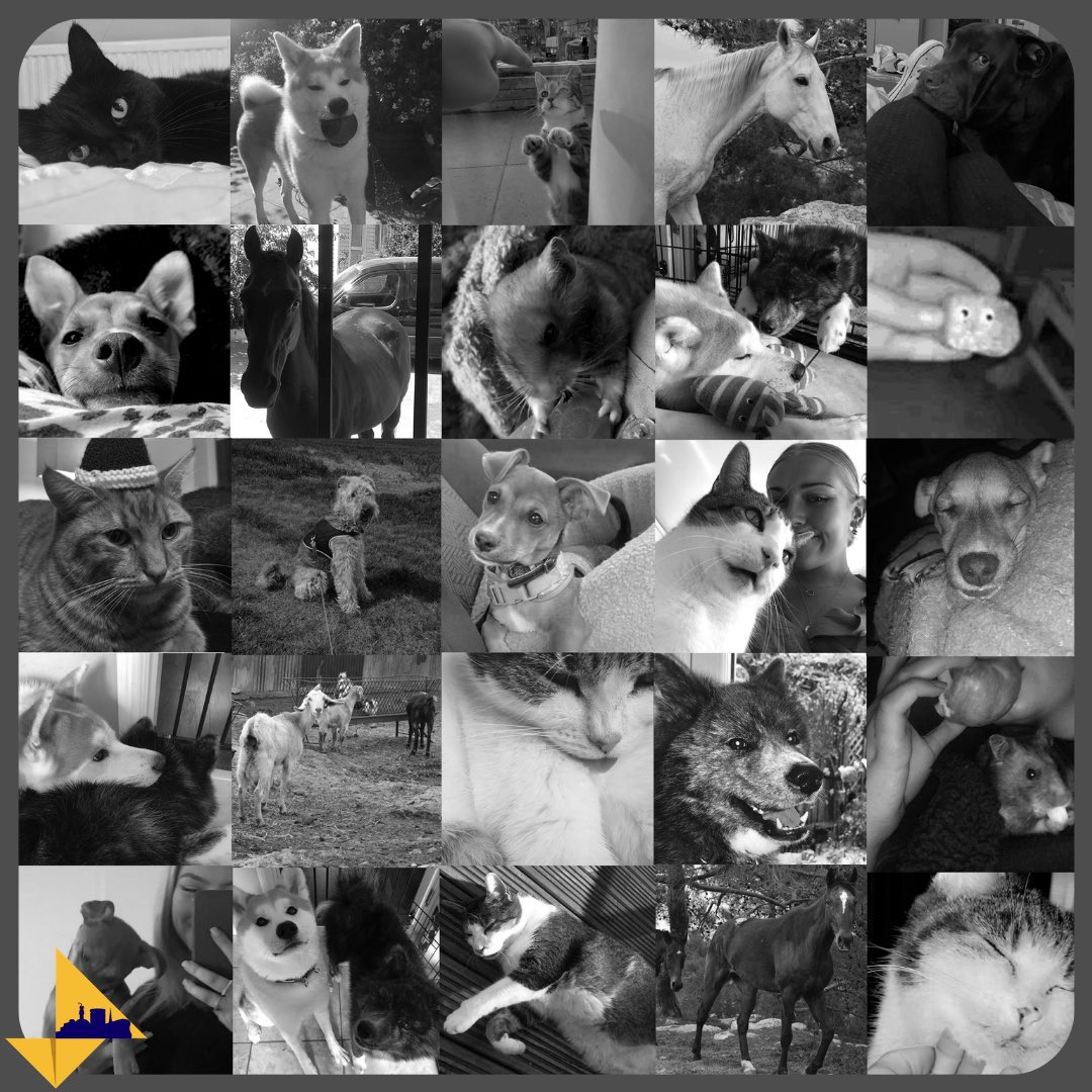 Did you know that today is National Love Your Pet Day💛 Our team members are spreading the love with their furry friends! Notice any unusual pets? #nationalloveyourpetday #enactusuk #mybcu