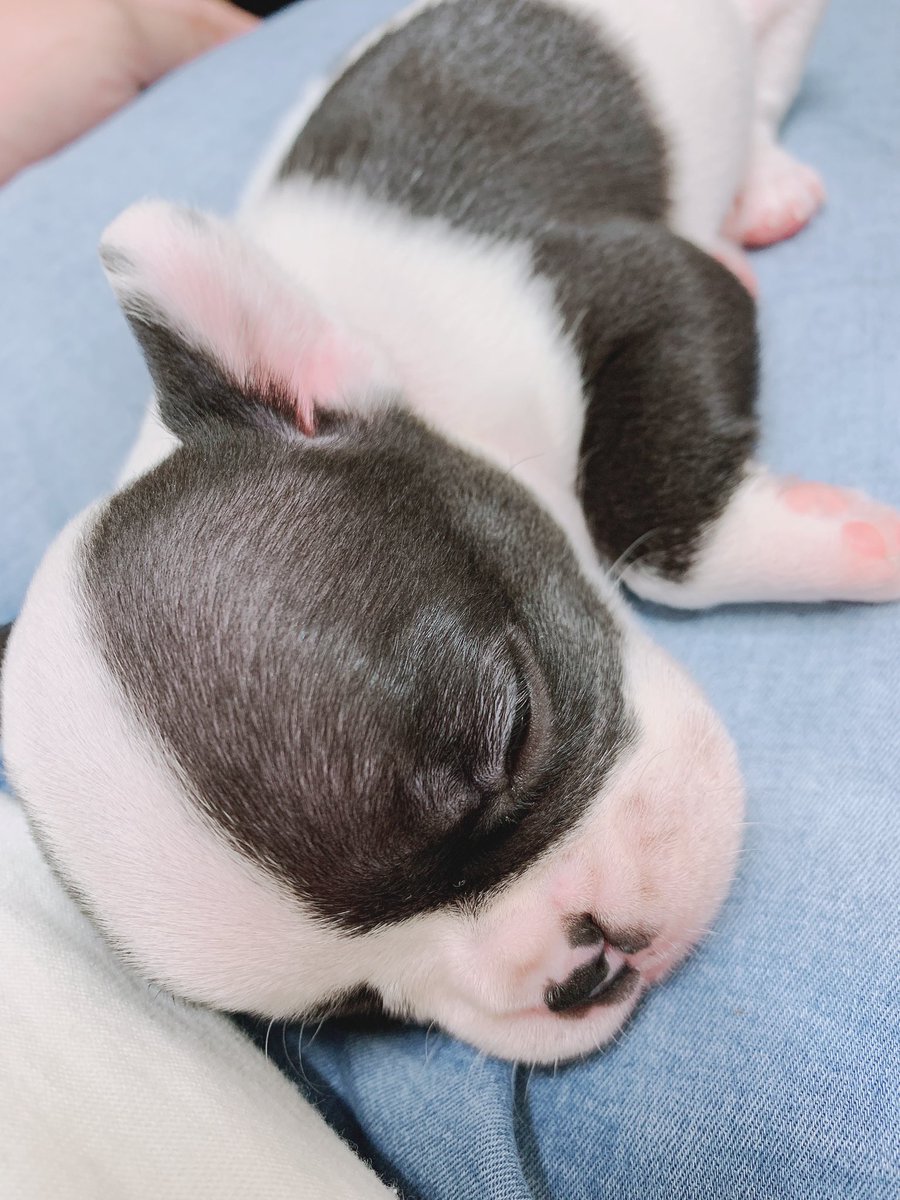 犬可愛い 犬可愛い