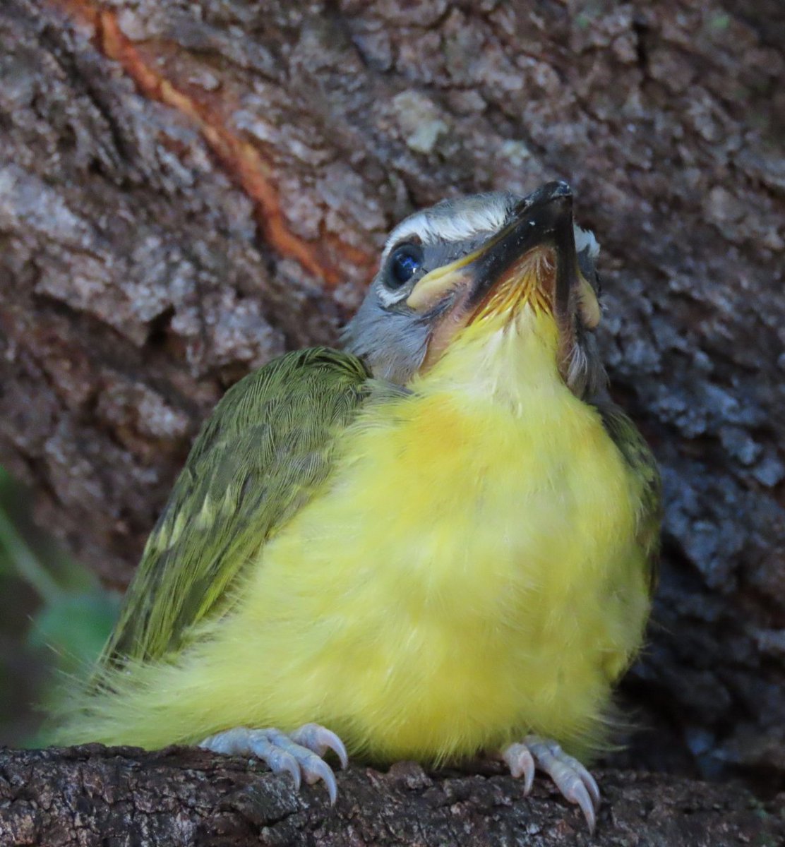 AnjaBSch's tweet photo. #Beautiful #Botswana 🇧🇼 #Francistown
Commotion in the garden. #Greyheaded #Bush #Shrike chick on the ground. We put it in the tree and did not see it anymore. Later I saw a parent and I asked "where is your baby?". It flew up and there I saw the chick high up the tree. https://t.co/Pl9m832OxB