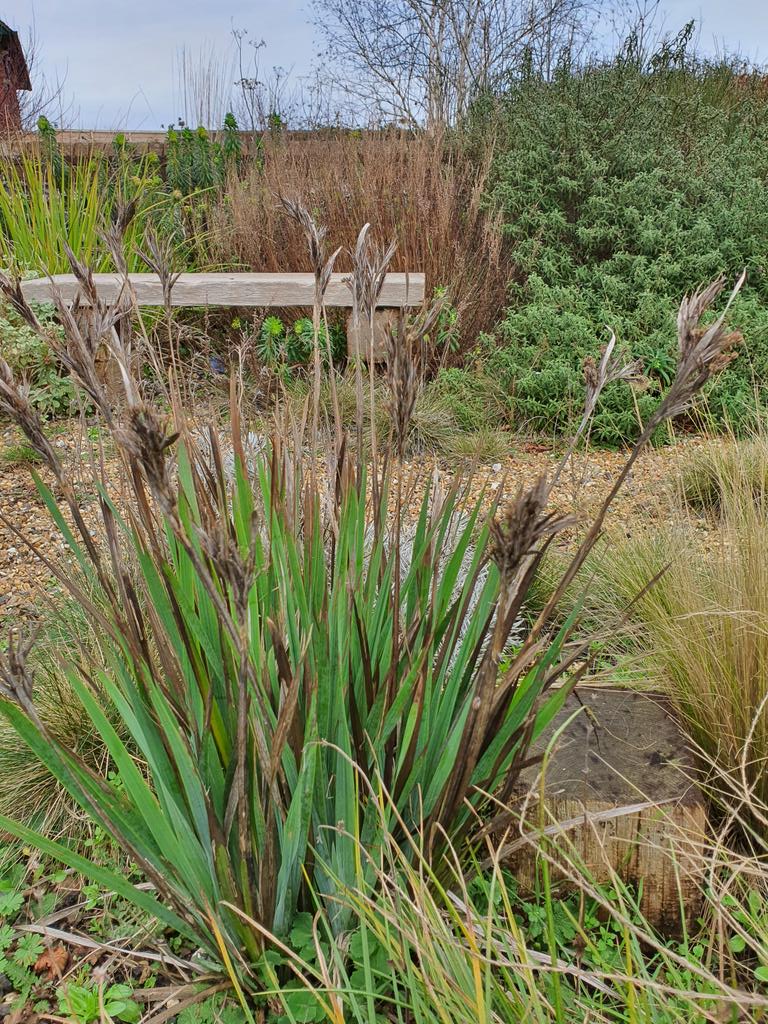 MLaurenceDesign's tweet image. Things are stirring in the garden, soon be time to start cutting back. I leave it as late as possible for insects, and am never too thorough!
#winterstructure #springpruning #springiscoming #springisstirring #pruningtime #pruning #pruningseason #springgrowth #nearlyhere