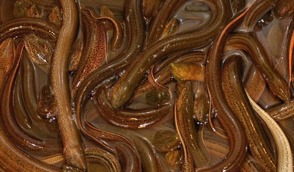 L'Europe, particulièrement la France, est le théâtre d'un trafic international de civelles, des anguilles juvéniles prélevées dans la nature qui se revendent entre 1 000 et 5 000 € le kg sur le marché noir asiatique, soide la valeur marchande du caviar.
larochesuryon.maville.com/actu/actudet_-…