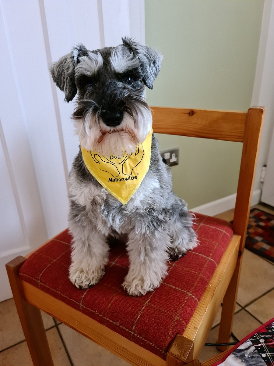 Virtual Therapy Dogs Nationwide session yesterday...looks like my FURlough has finished 😉😄😍❤.

<a href="/TherapyDogsUK/">Therapy Dogs</a> <a href="/Deloitte/">Deloitte</a> <a href="/DeloitteUK/">Deloitte UK</a>