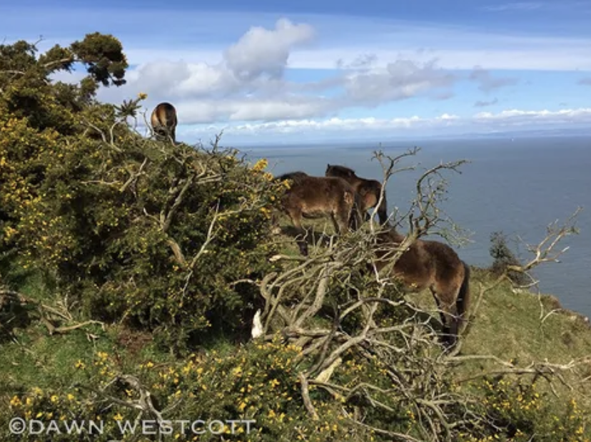 ExmoorPonyClub's tweet photo. The beautiful semi-feral Foreland (Herd 423) #ExmoorPonies who graze the moor & cliffs at #KipscombeFarm #Countisbury #ForelandPoint #Exmoor #ExmoorNationalPark @NorthDevonNT. Sadly, they didn't feature in @katehumble's #CoastalWalks @channel5_tv last night so here they are! ๐ https://t.co/QGDX0V823t