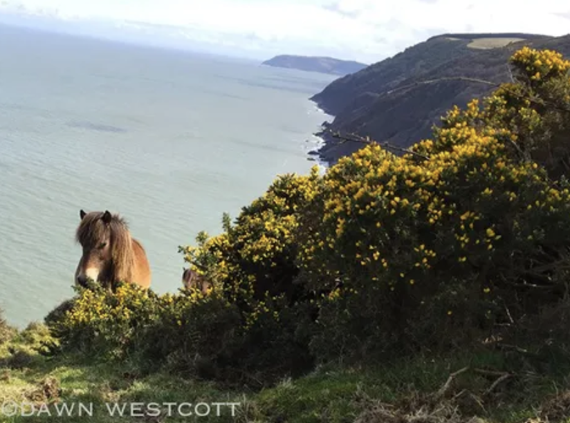 ExmoorPonyClub's tweet photo. The beautiful semi-feral Foreland (Herd 423) #ExmoorPonies who graze the moor & cliffs at #KipscombeFarm #Countisbury #ForelandPoint #Exmoor #ExmoorNationalPark @NorthDevonNT. Sadly, they didn't feature in @katehumble's #CoastalWalks @channel5_tv last night so here they are! ๐ https://t.co/QGDX0V823t