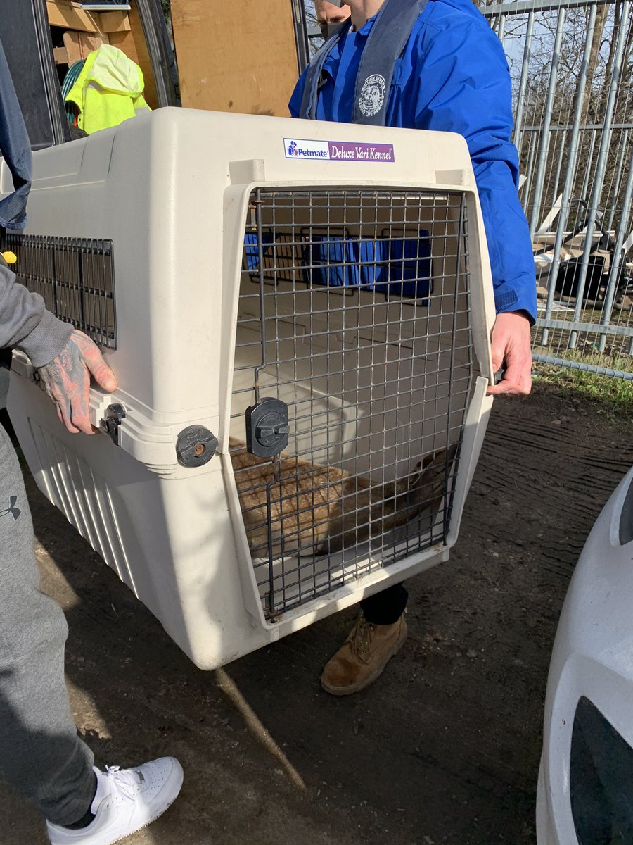 Exciting morning watching <a href="/BDMLR/">BDMLR</a> rescue the injured male harbour seal at Teddington lock! What a fantastic bunch of people going around the country to help creatures in need. How can we make the Thames a safer place for all marine life?? <a href="/LondonNPC/">London National Park City*</a> @WildLondon <a href="/portLondon/">port london</a>