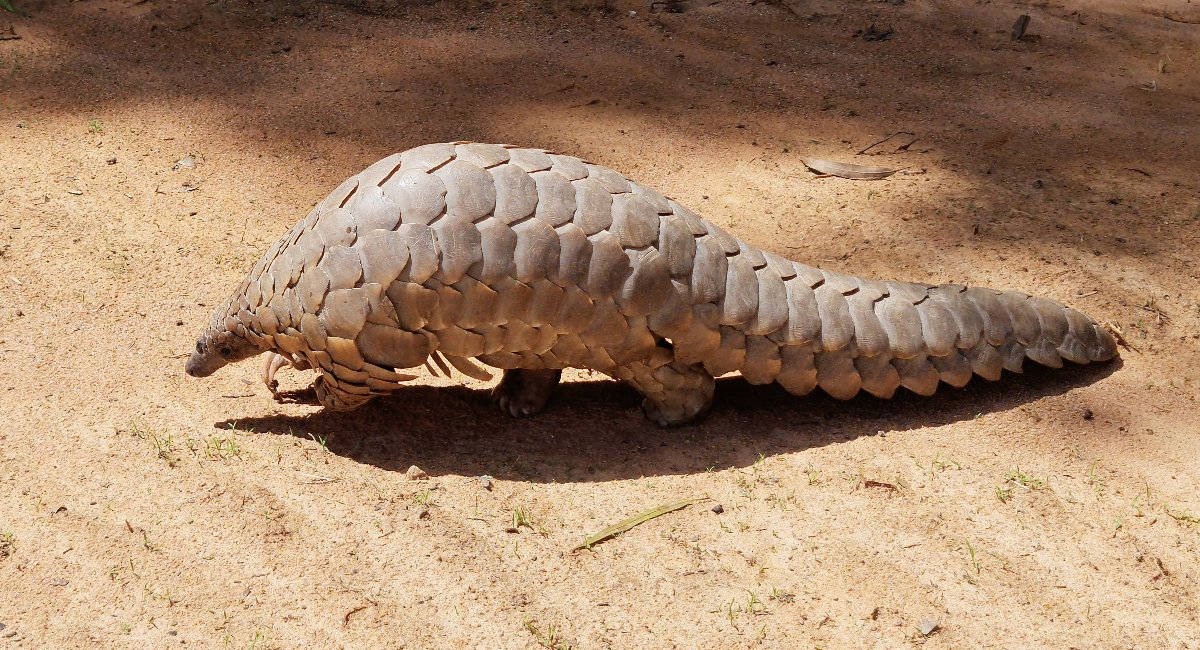 ifawglobal's tweet photo. Covered in an armor of scales, pangolins are one of the most unusual-looking mammals in the animal kingdom—and the most heavily trafficked. 

On #WorldPangolinDay and every day, we must continue the fight to protect them. https://t.co/Z1peq6AemD https://t.co/9KIYJc0GPF